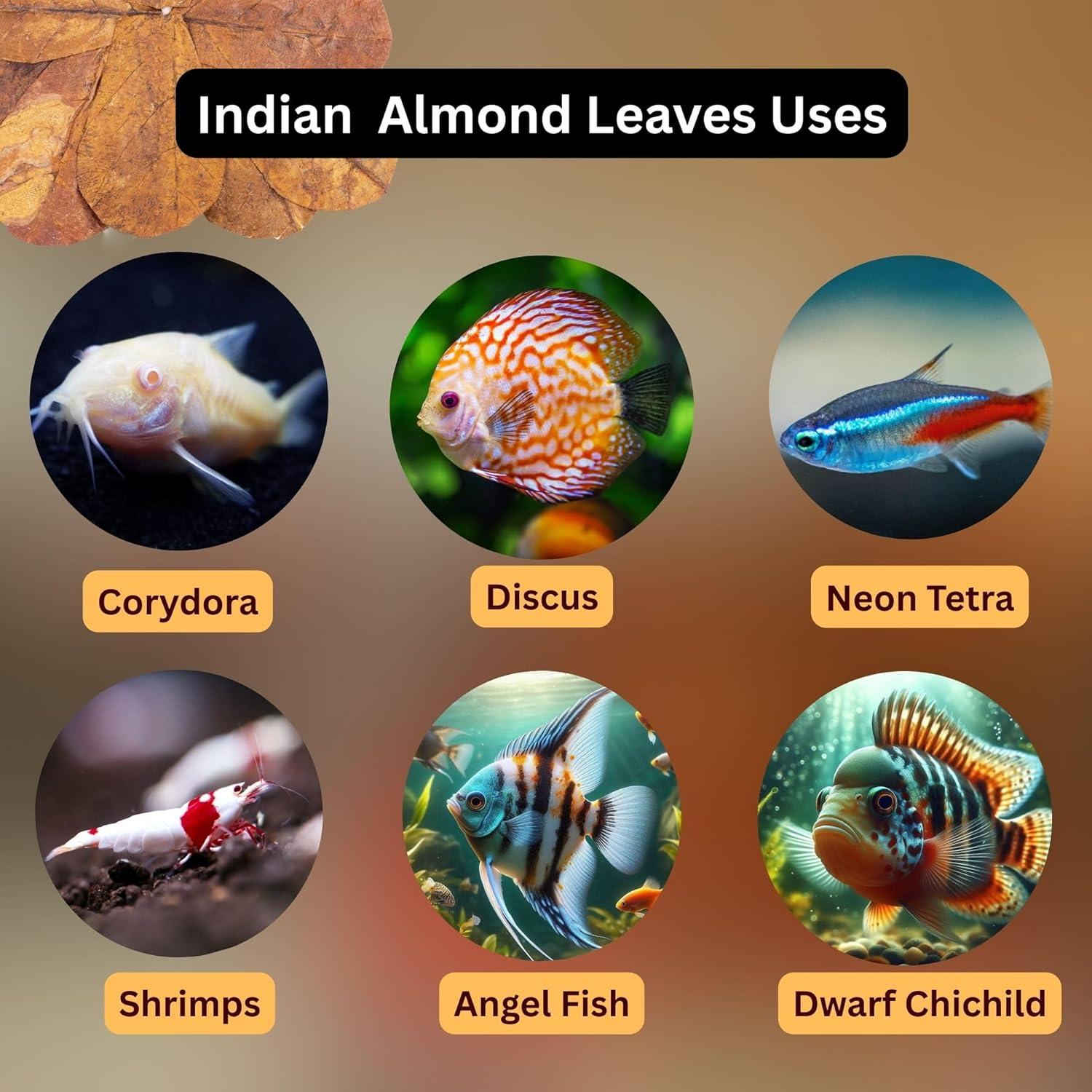 80 Hojas de Almendra India Secas Tender Tropicals 10.16 cm