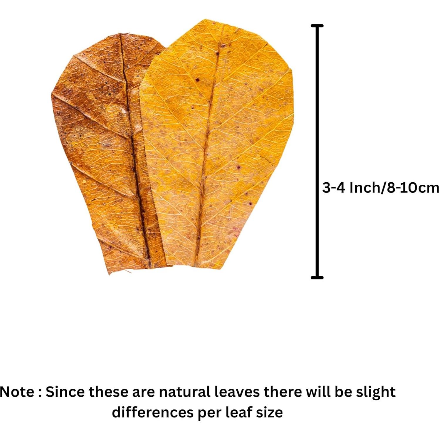 80 Hojas de Almendra India Secas Tender Tropicals 10.16 cm