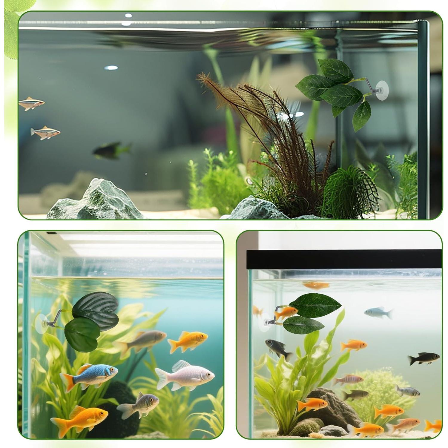 4 Hojas de Betta KALIONE - Accesorios para Acuario Verde