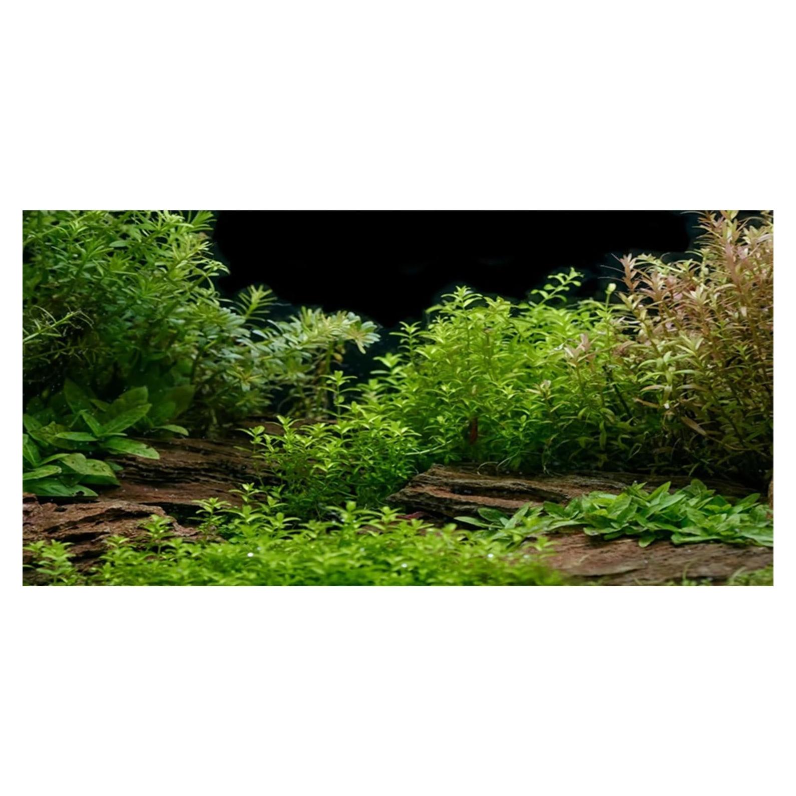 Fondo de Acuario AWERT 60x30 cm Vinilo HD con Cinta Doble Cara