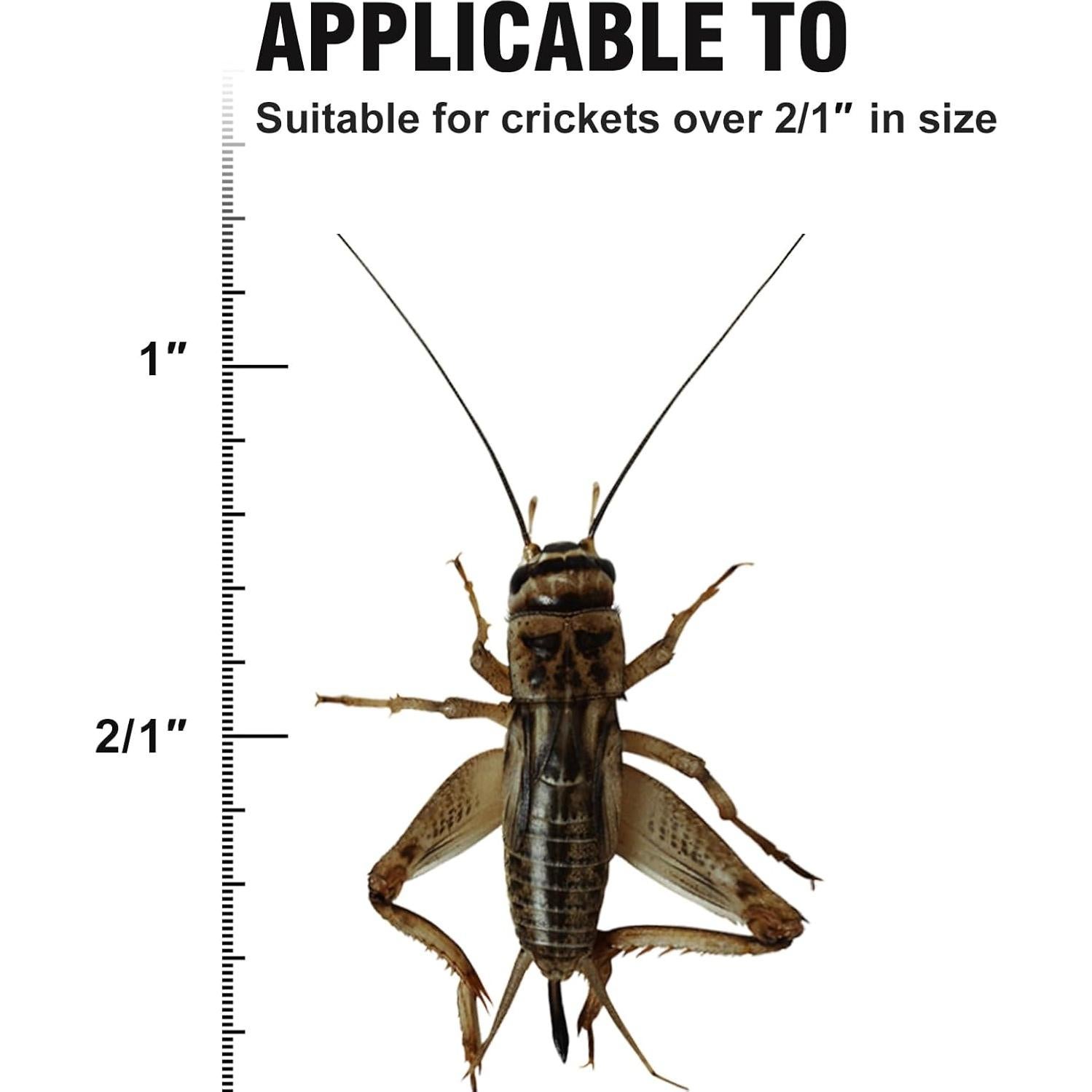 Habitáculo Acrílico para Grillos SIKGFPN 21.1x15.2x17 cm