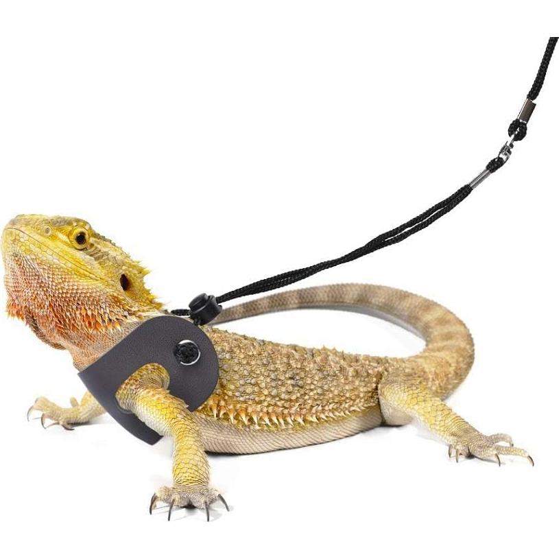 Arnés y Correa Ajustable para Dragón Barbudo - 3 Tamaños S, M, L