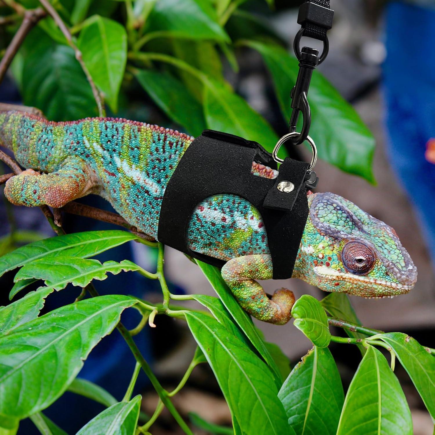 Conjunto Arnés y Correa Ajustable para Dragón Barbudo - Negro