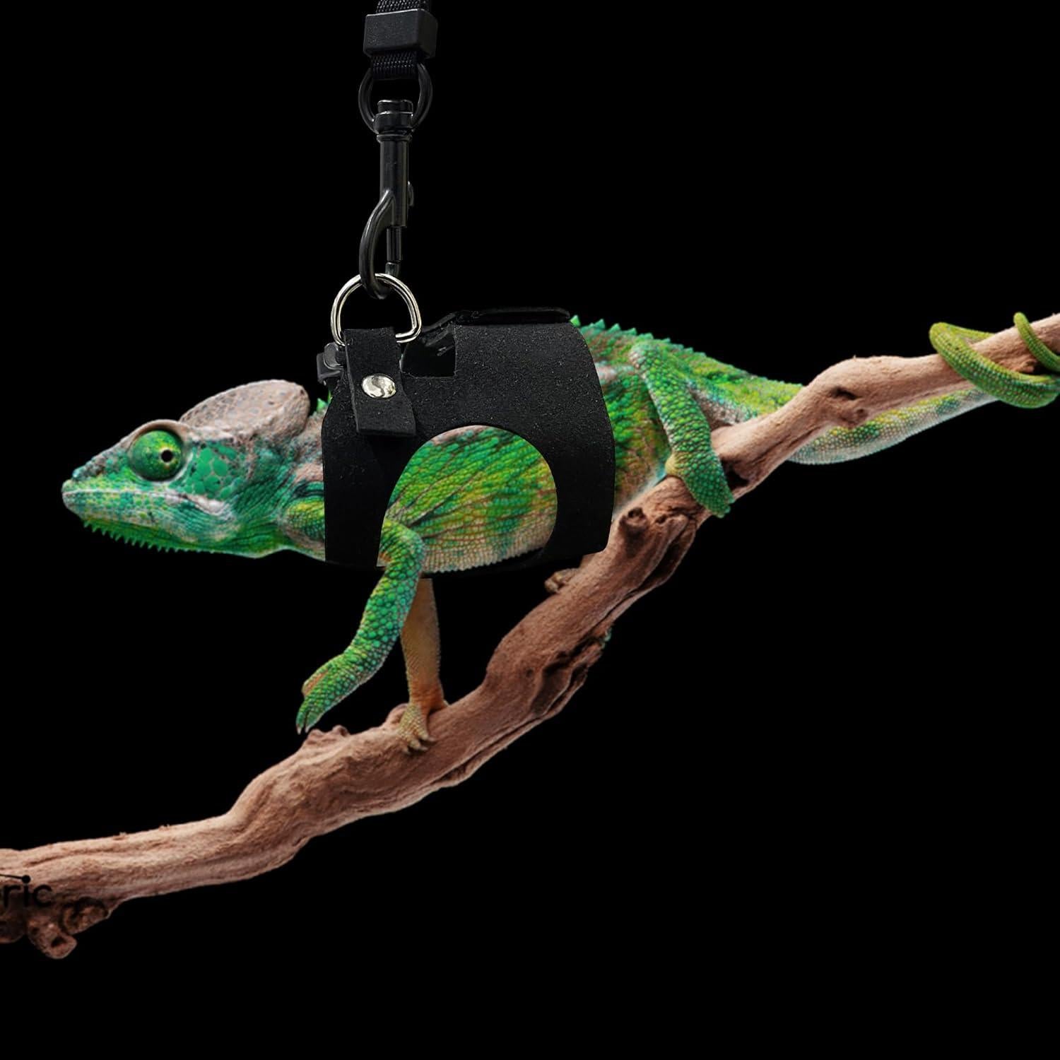 Conjunto Arnés y Correa Ajustable para Dragón Barbudo - Negro