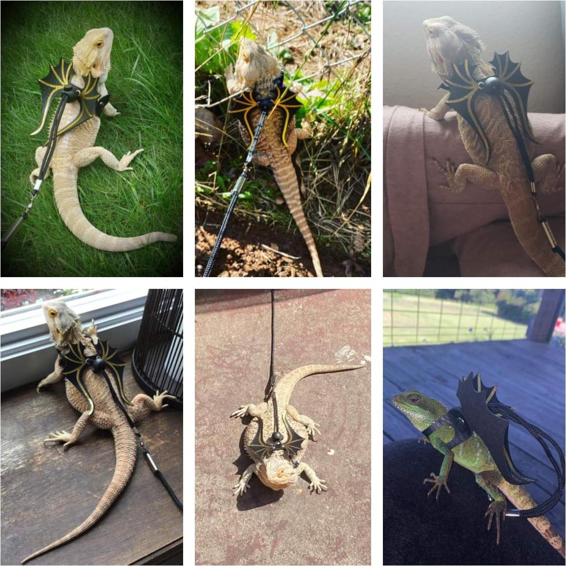 Arnés y Correa para Iguanas ADOGGYGO - Paquete 3 Tamaños S/M/L