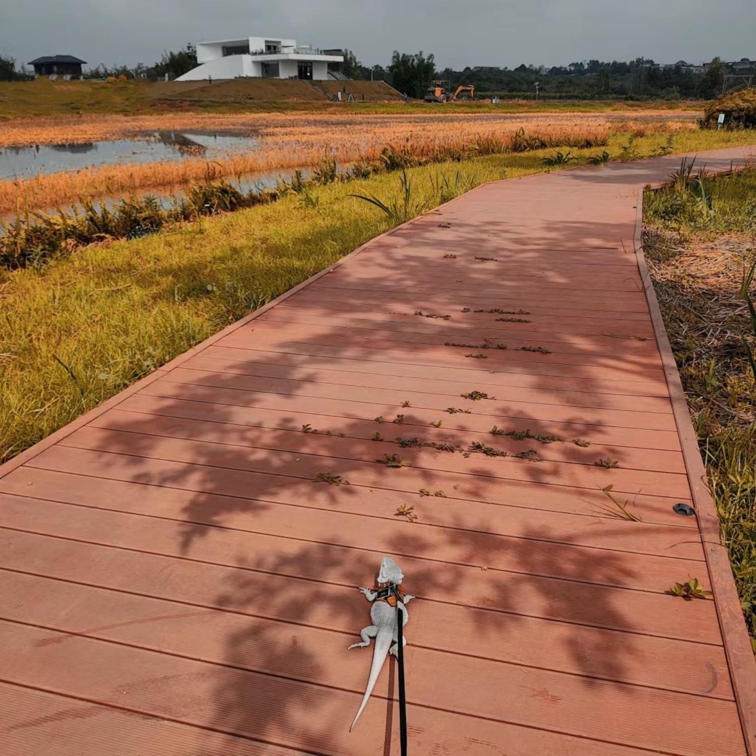 Juego de Arnés y Correa Retráctil SEZDEKI para Dragón Barbudo
