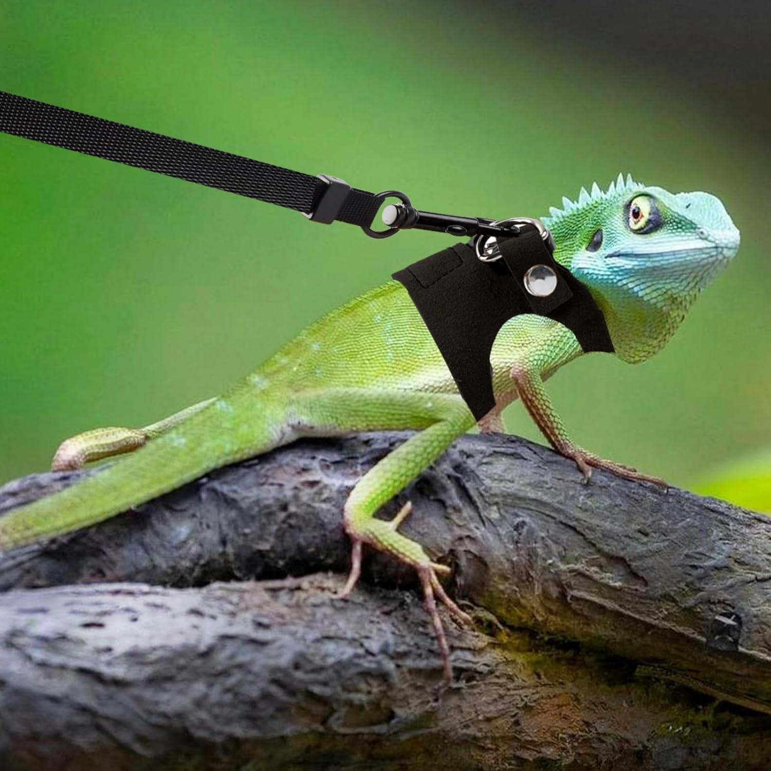 Conjunto de Arnés y Correa Ajustable Maxqzin para Dragón Barbudo - 3 Tamaños