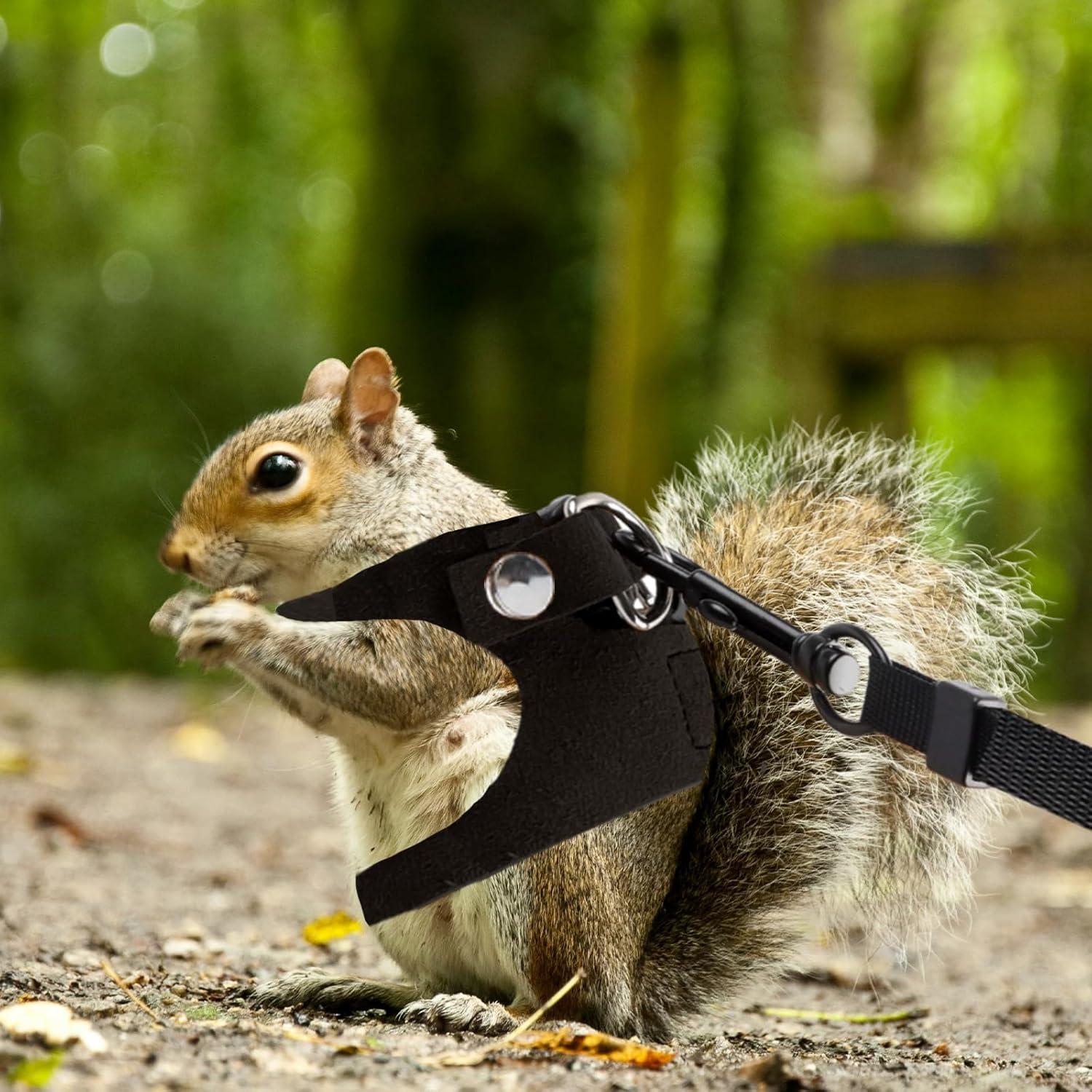 Conjunto de Arnés y Correa Ajustable Maxqzin para Dragón Barbudo - 3 Tamaños