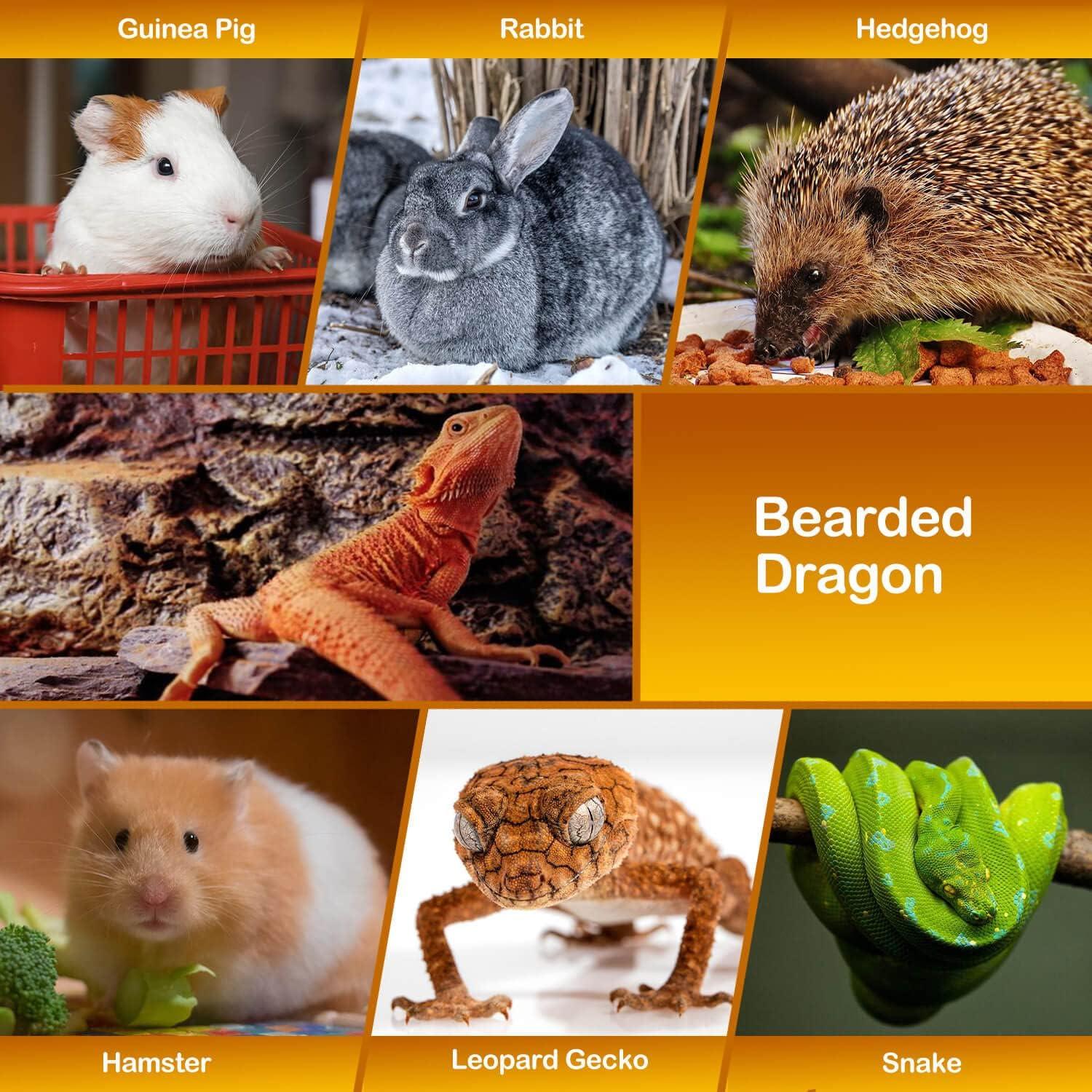 Arnés y Correa de Cuero Ajustable WATFOON + Bolsa Transportadora XL