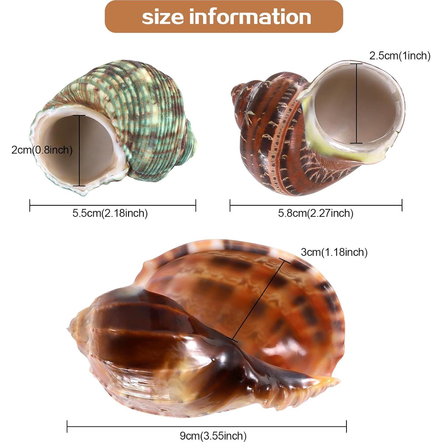 Conchas Naturales para Cangrejo Ermitaño PPCLION 6.35-10.16 cm