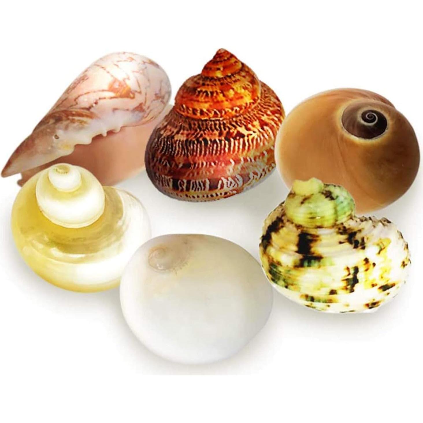 Conchas de Cangrejo Ermitaño JOR - 6 Piezas Medianas y Grandes