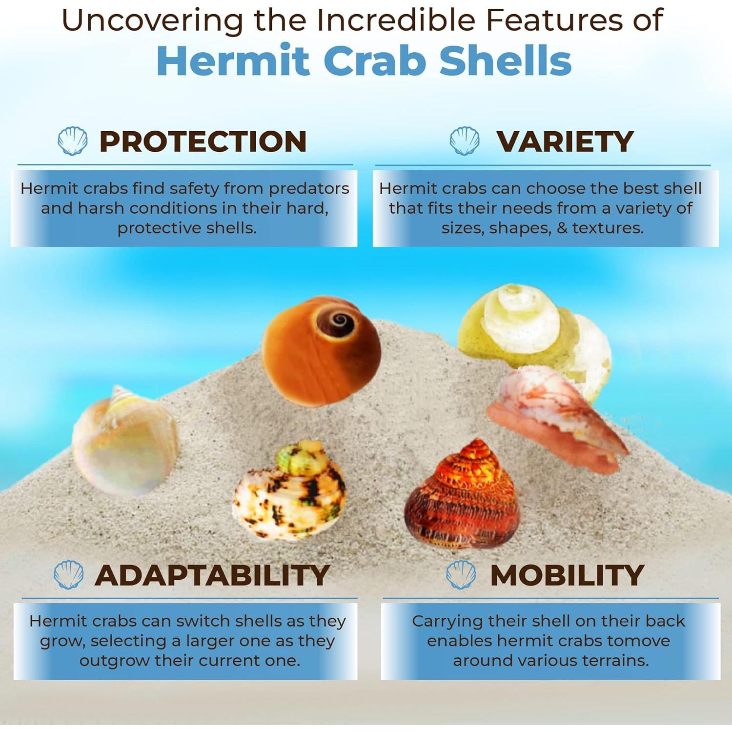 Conchas de Cangrejo Ermitaño JOR - 6 Piezas Medianas y Grandes