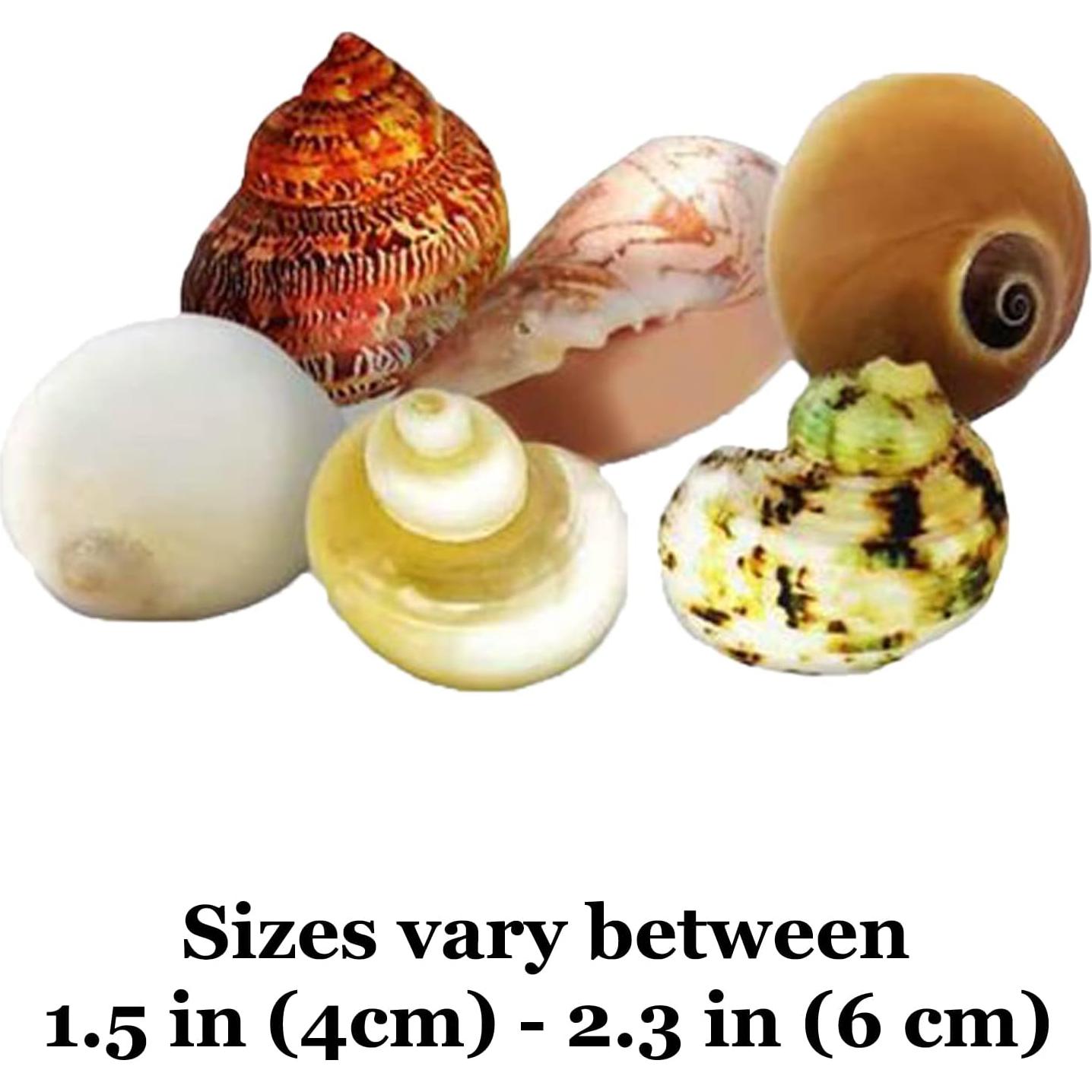 Conchas de Cangrejo Ermitaño JOR - 6 Piezas Medianas y Grandes