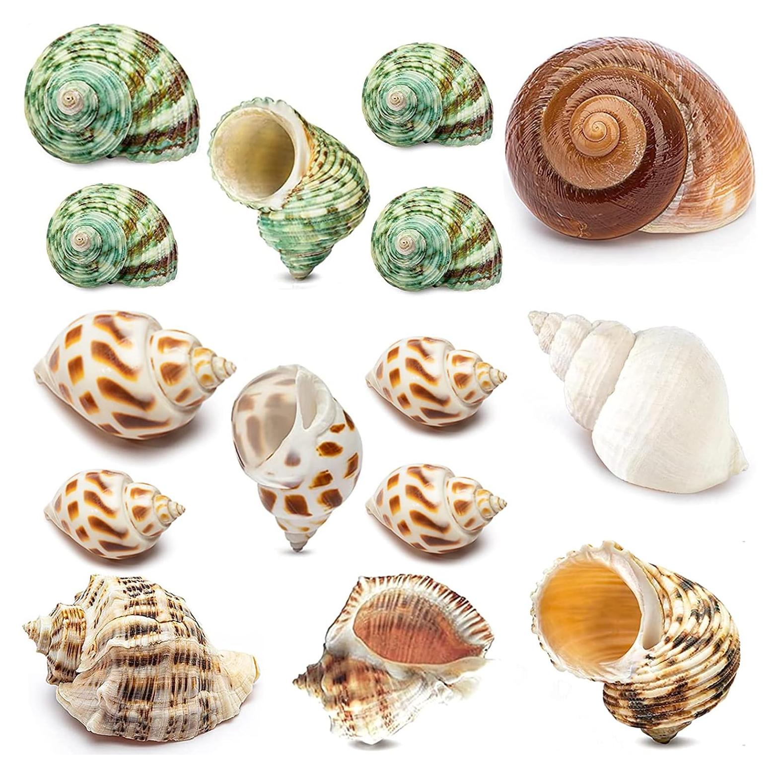 15 Conchas de Cangrejo Ermitaño Naturales QEQEKAKA 0.64-6.35 cm