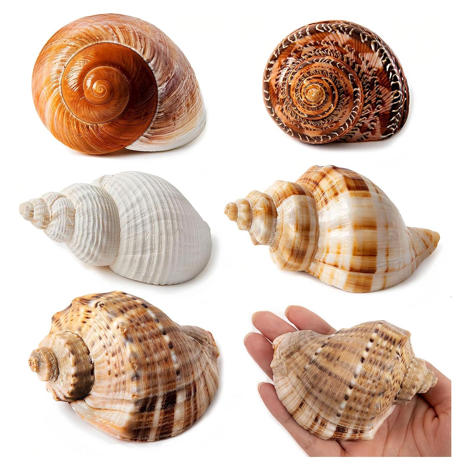 5 Conchas Grandes Naturales para Cangrejos Ermitaños 7.1-9.9 cm