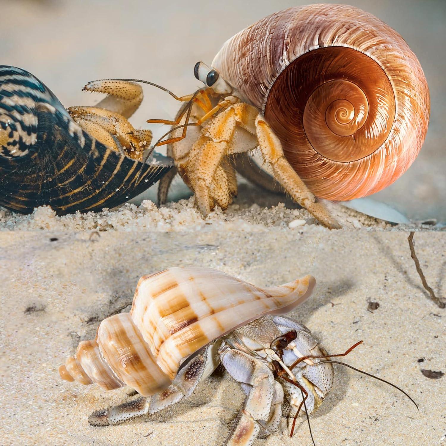 5 Conchas Grandes Naturales para Cangrejos Ermitaños 7.1-9.9 cm