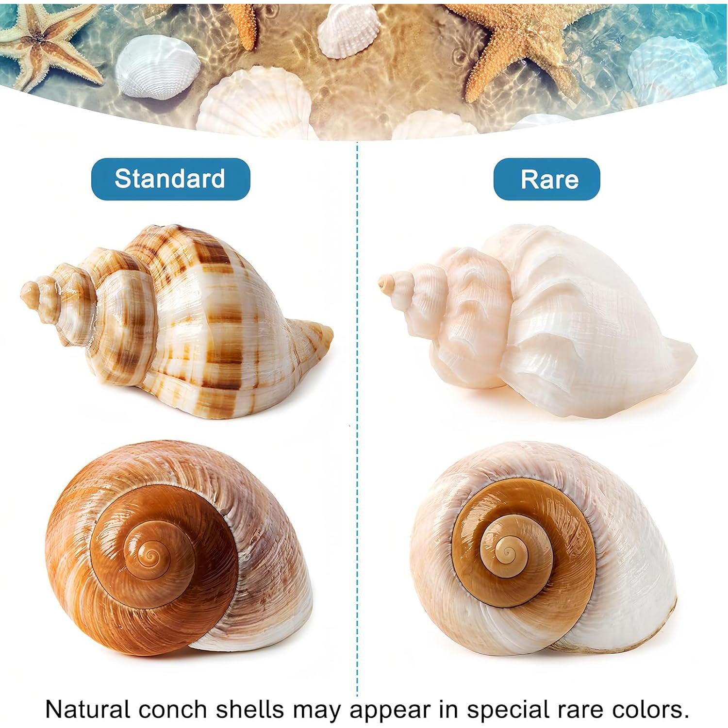 5 Conchas Grandes Naturales para Cangrejos Ermitaños 7.1-9.9 cm