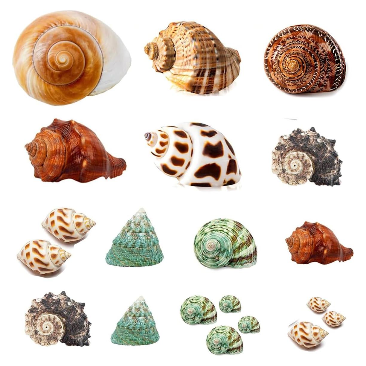 Conchas de Cangrejo Ermitaño SEAJIAYI 21 PCS Naturales 1-5 cm