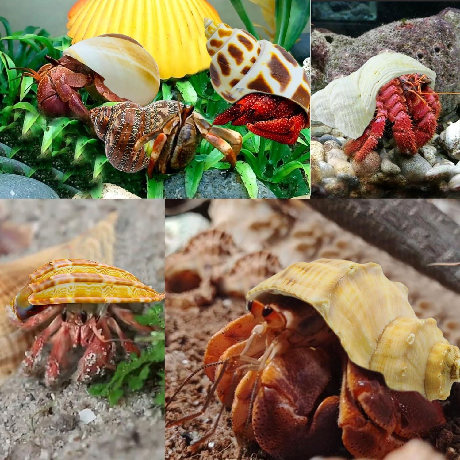 Conchas de Cangrejo Ermitaño SEAJIAYI 21 PCS Naturales 1-5 cm