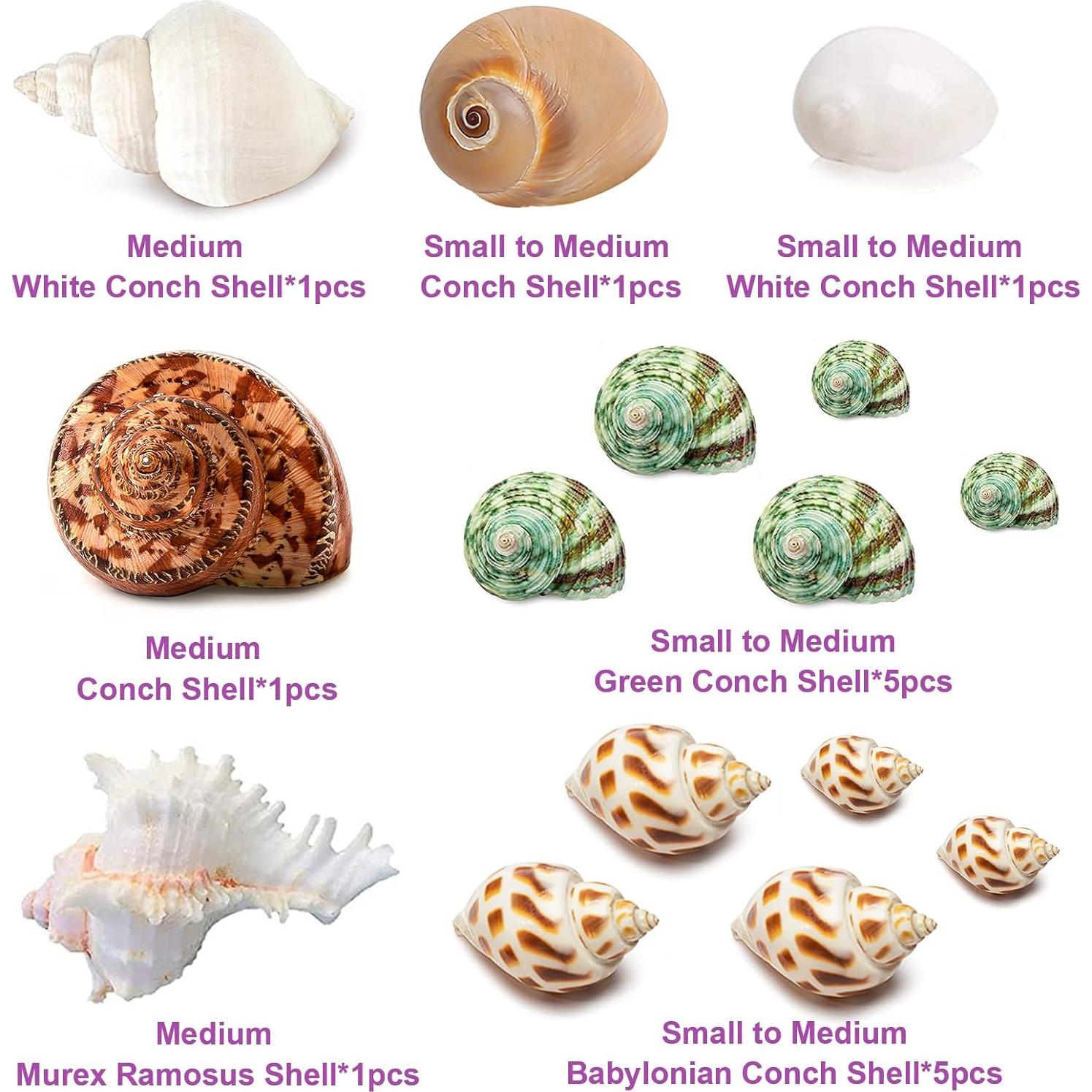 15 Conchas Naturales para Cangrejo Ermitaño Familia Fuhai