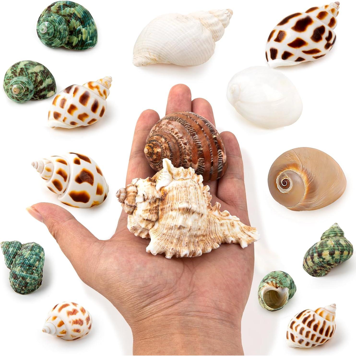 15 Conchas Naturales para Cangrejo Ermitaño Familia Fuhai