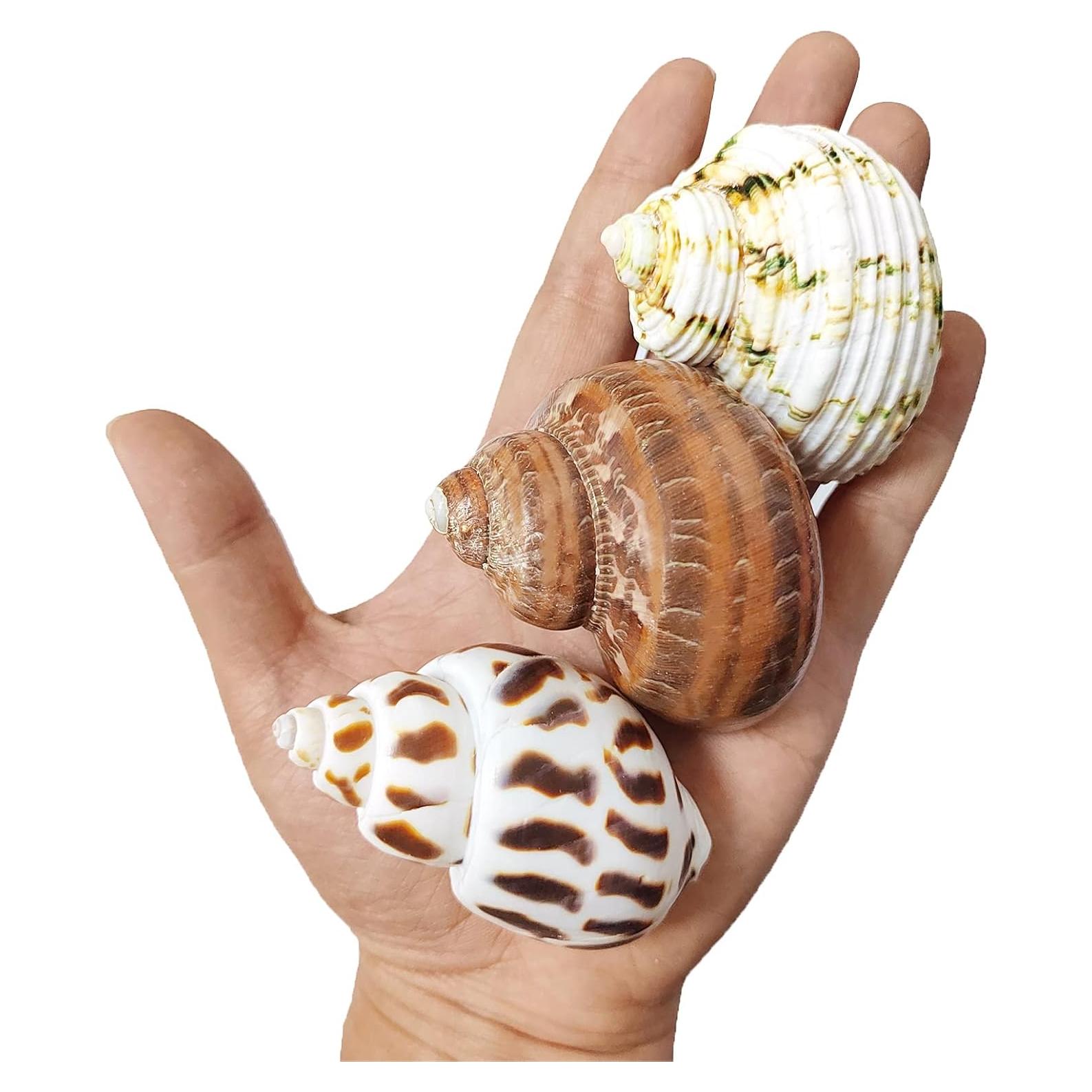 3 PCS Conchas Naturales para Cangrejo Ermitaño 2-2.7 Pulgadas