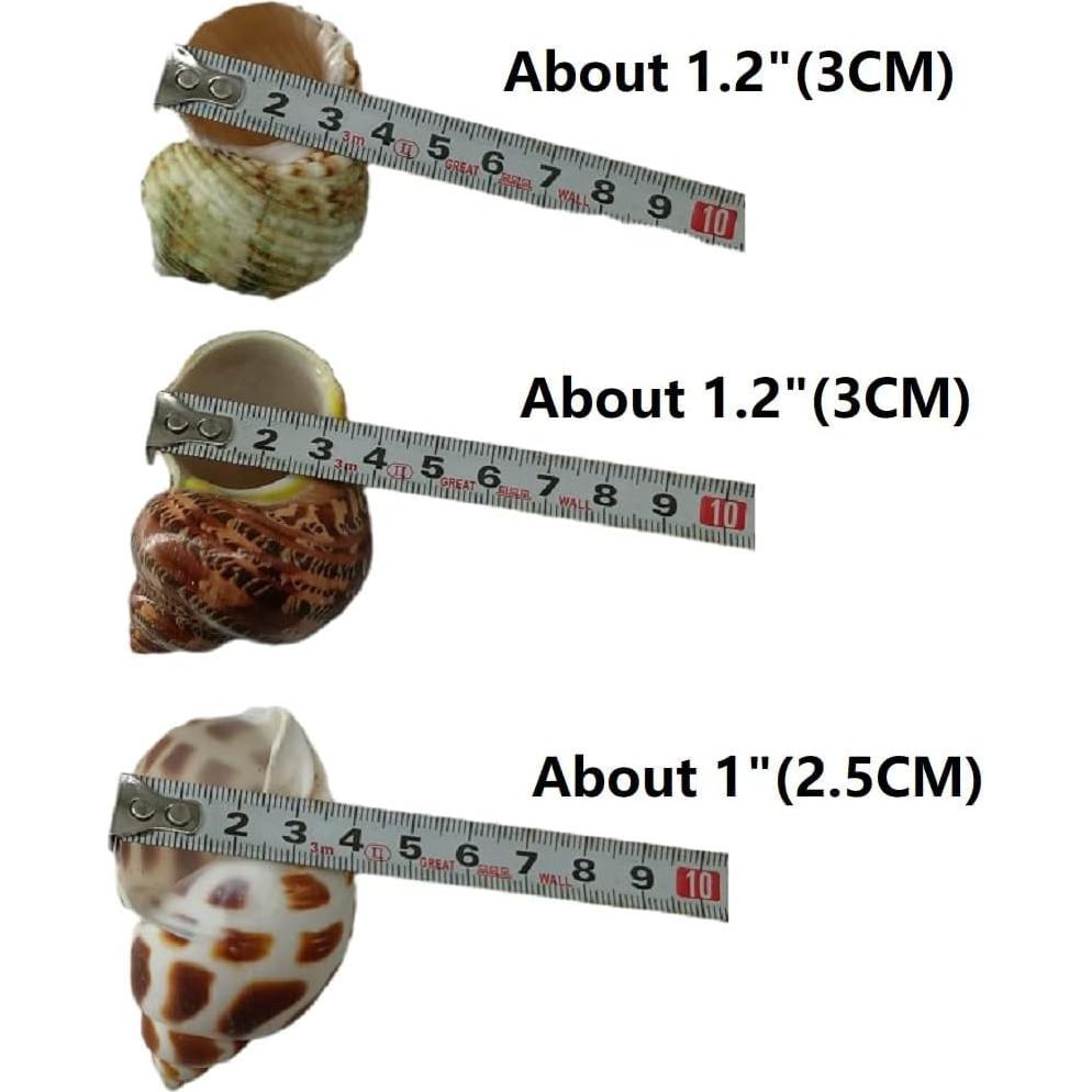 3 PCS Conchas Naturales para Cangrejo Ermitaño 2-2.7 Pulgadas