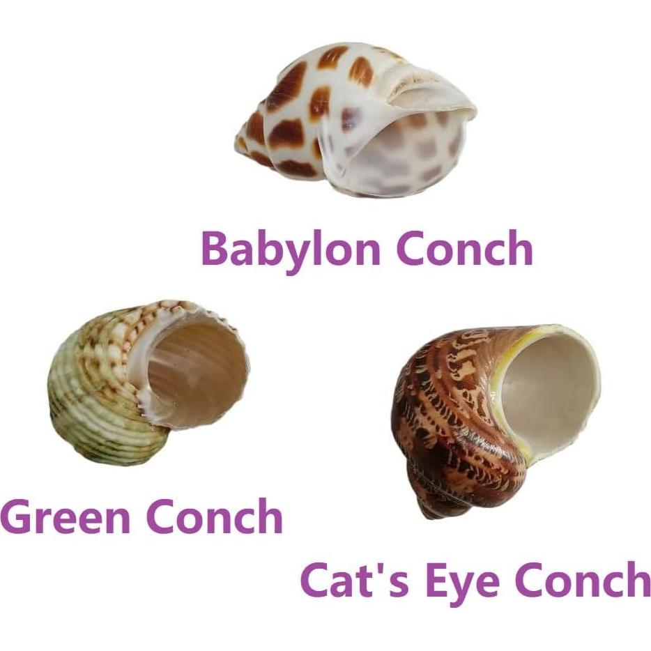 3 PCS Conchas Naturales para Cangrejo Ermitaño 2-2.7 Pulgadas