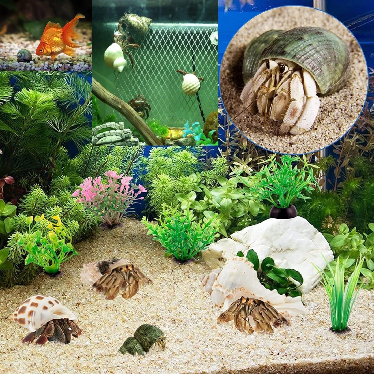 3 PCS Conchas Naturales para Cangrejo Ermitaño 2-2.7 Pulgadas