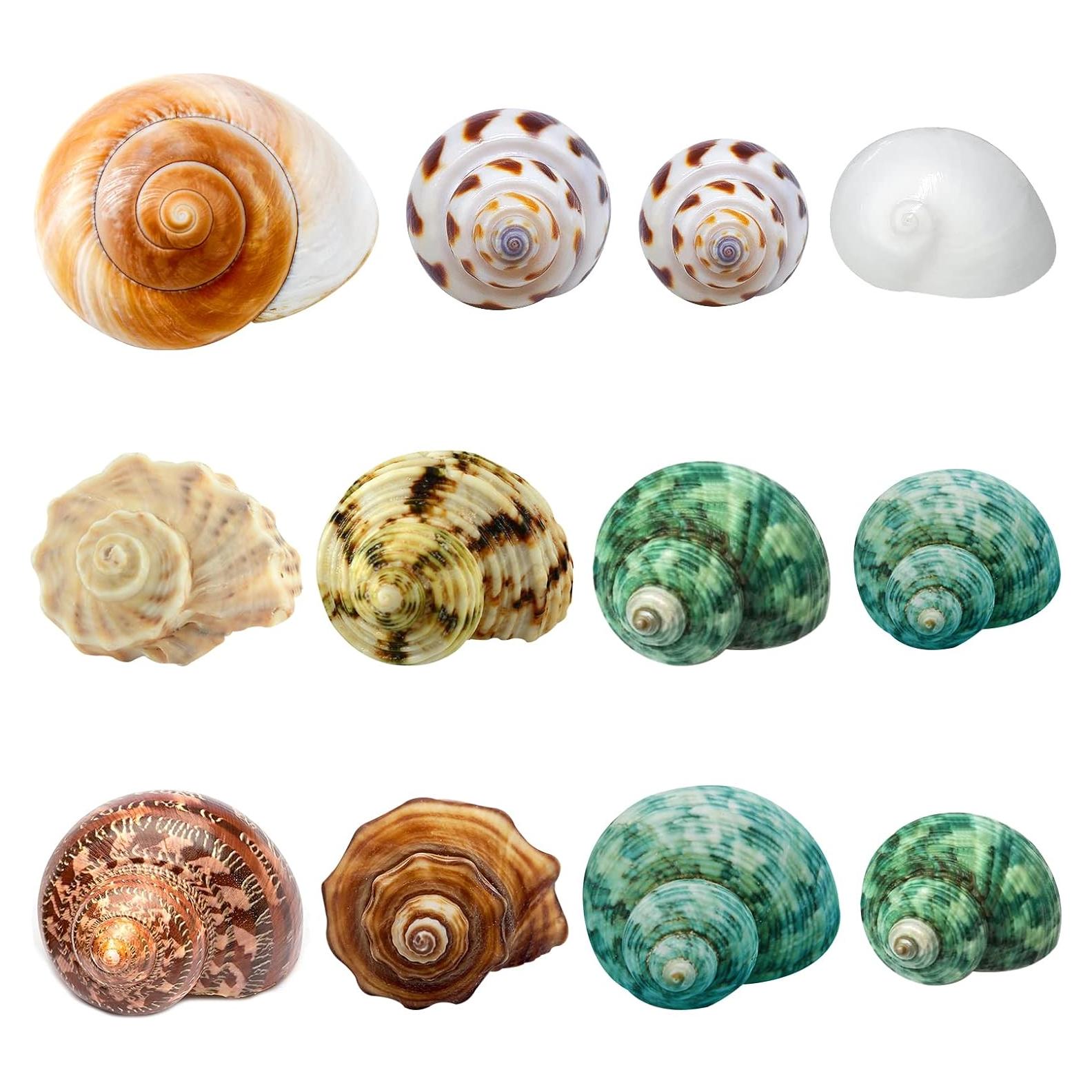 Conchas de Cangrejo Ermitaño Giftvest - 12 Piezas Naturales 4.1-8.1cm