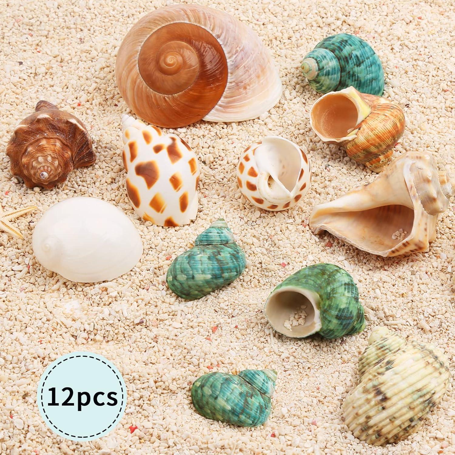 Conchas de Cangrejo Ermitaño Giftvest - 12 Piezas Naturales 4.1-8.1cm