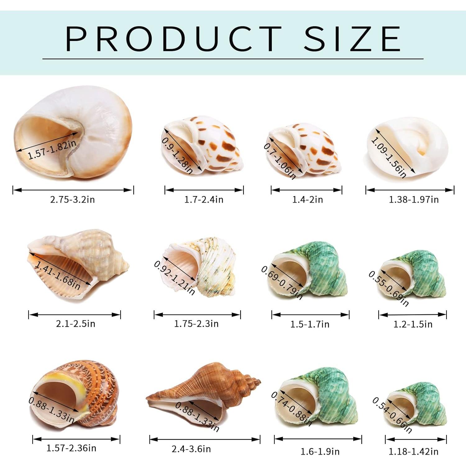 Conchas de Cangrejo Ermitaño Giftvest - 12 Piezas Naturales 4.1-8.1cm