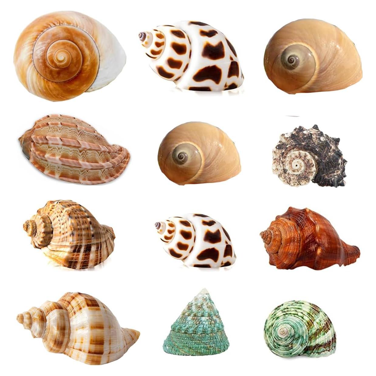 Conchas de Cangrejo Ermitaño SEAJIAYI 12 Piezas Naturales