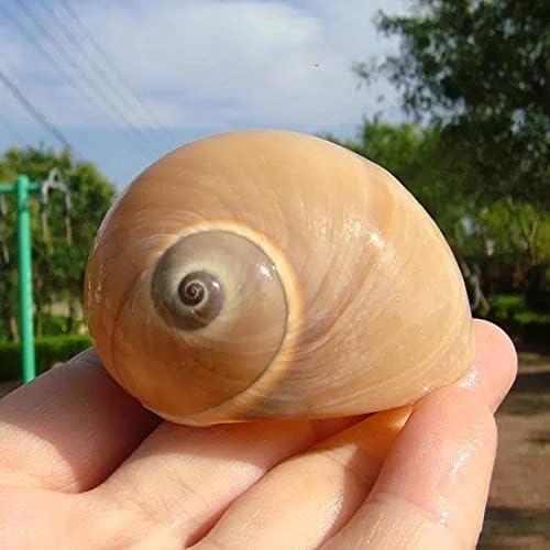 Conchas de Cangrejo Ermitaño SEAJIAYI 12 Piezas Naturales