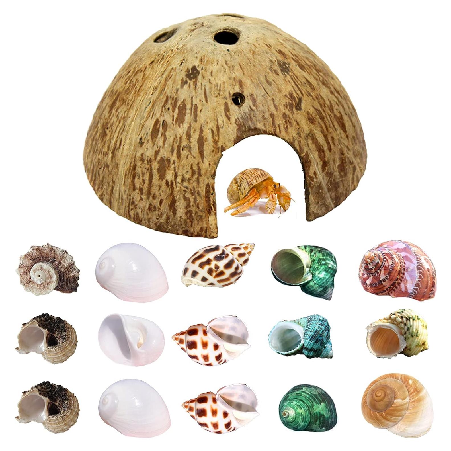 Cámaras de Cangrejo Ermitaño Sinkoo 15 PCS Conchas Marinas