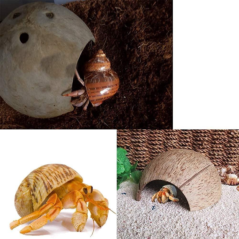 Cámaras de Cangrejo Ermitaño Sinkoo 15 PCS Conchas Marinas