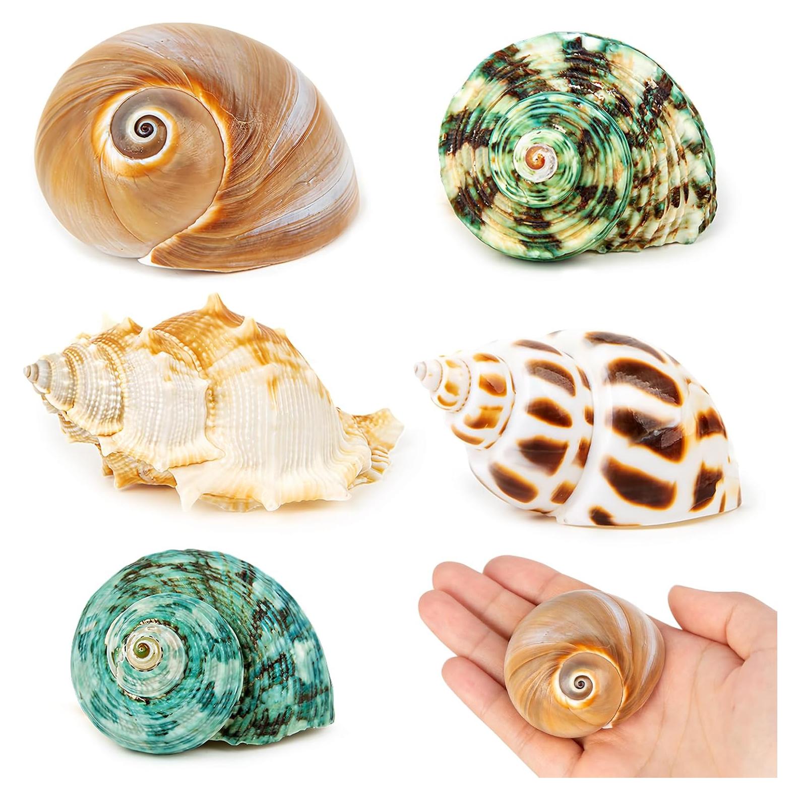 5 Conchas para Cangrejo Ermitaño WeDoSoy Naturales 5.3-7.1 cm