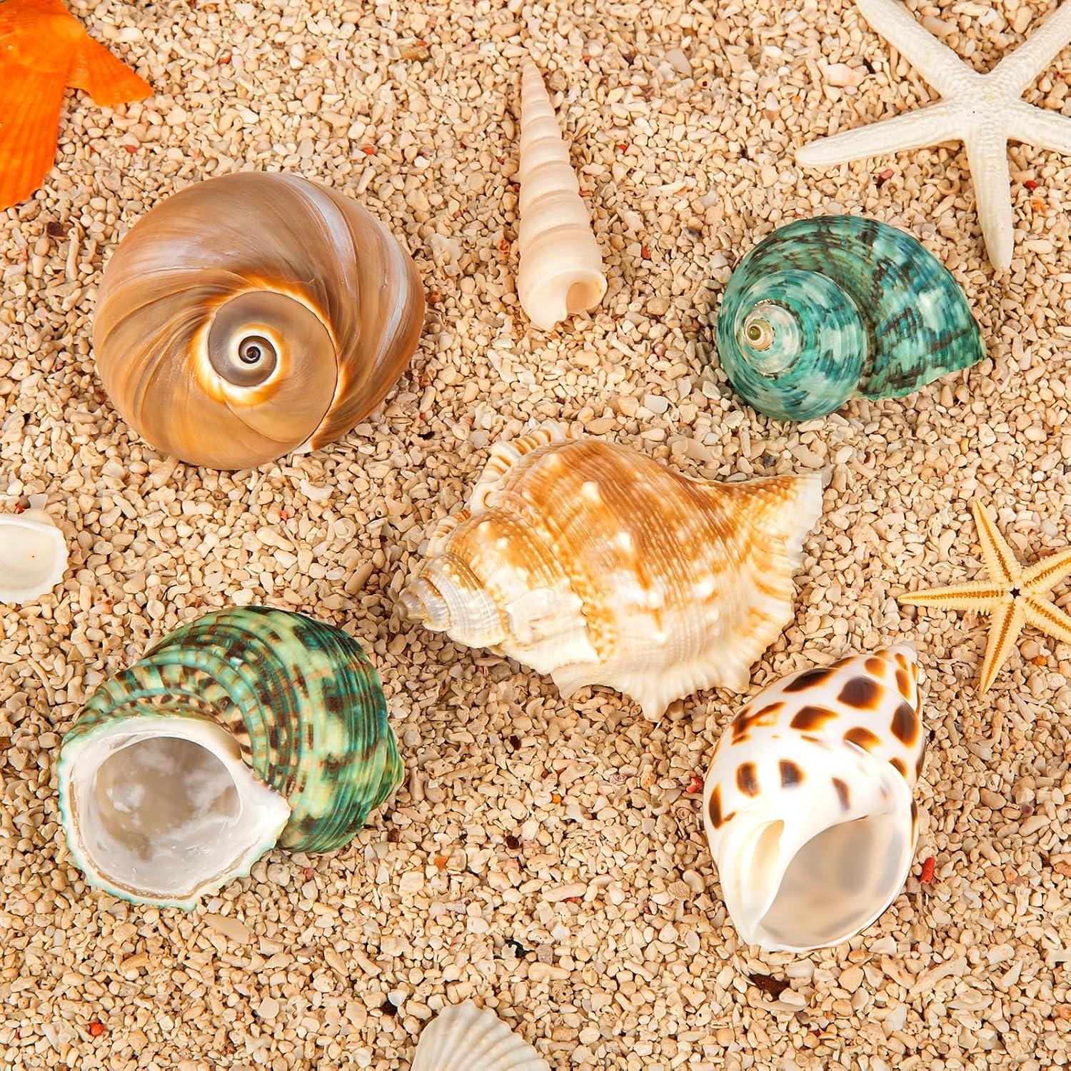 5 Conchas para Cangrejo Ermitaño WeDoSoy Naturales 5.3-7.1 cm