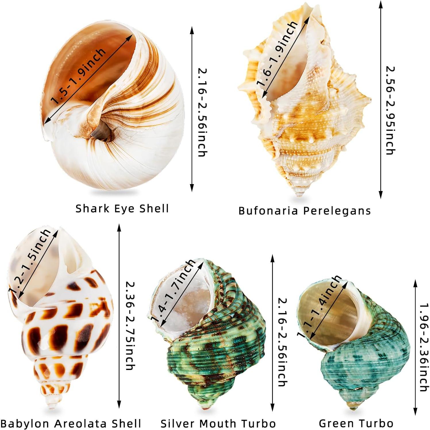 5 Conchas para Cangrejo Ermitaño WeDoSoy Naturales 5.3-7.1 cm