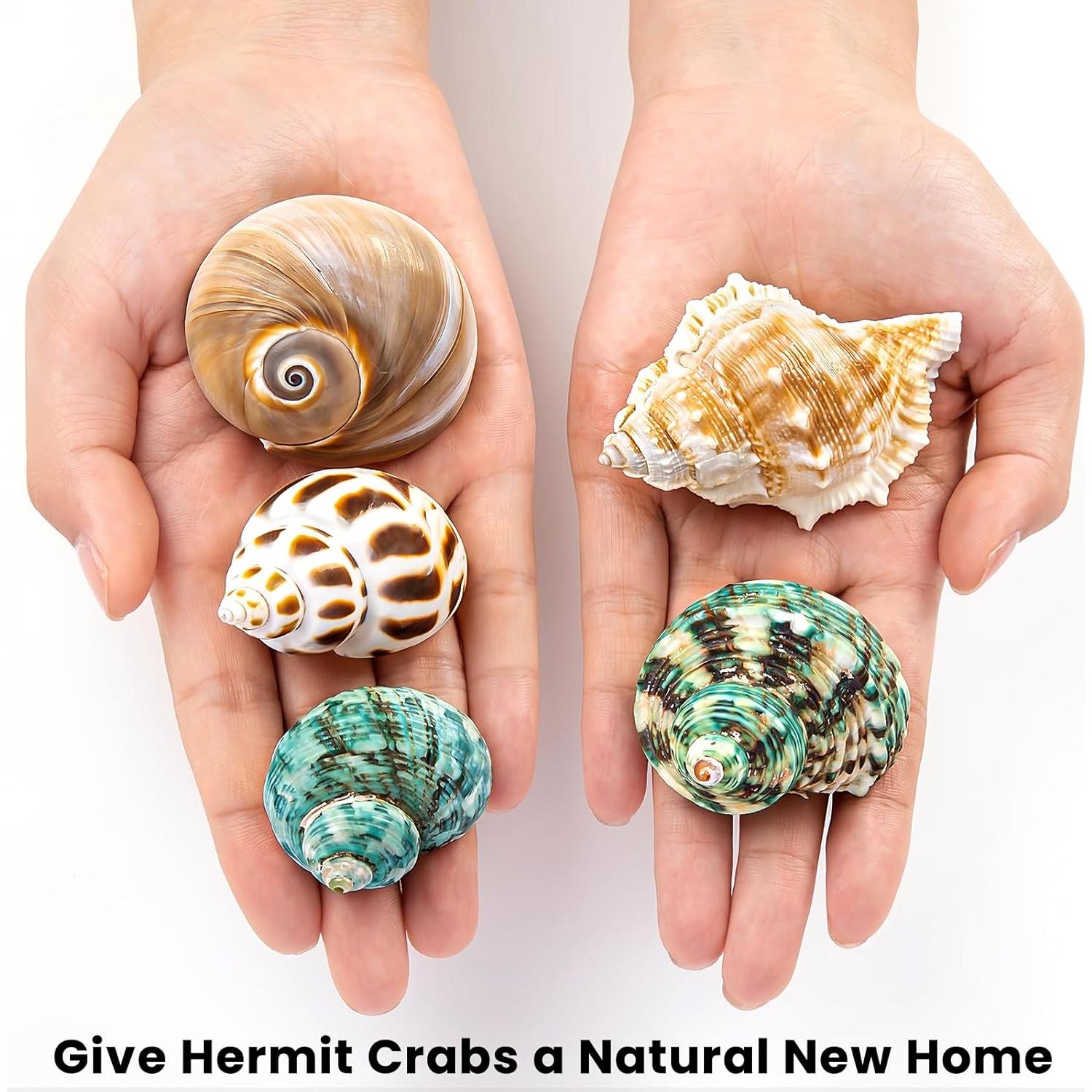 5 Conchas para Cangrejo Ermitaño WeDoSoy Naturales 5.3-7.1 cm