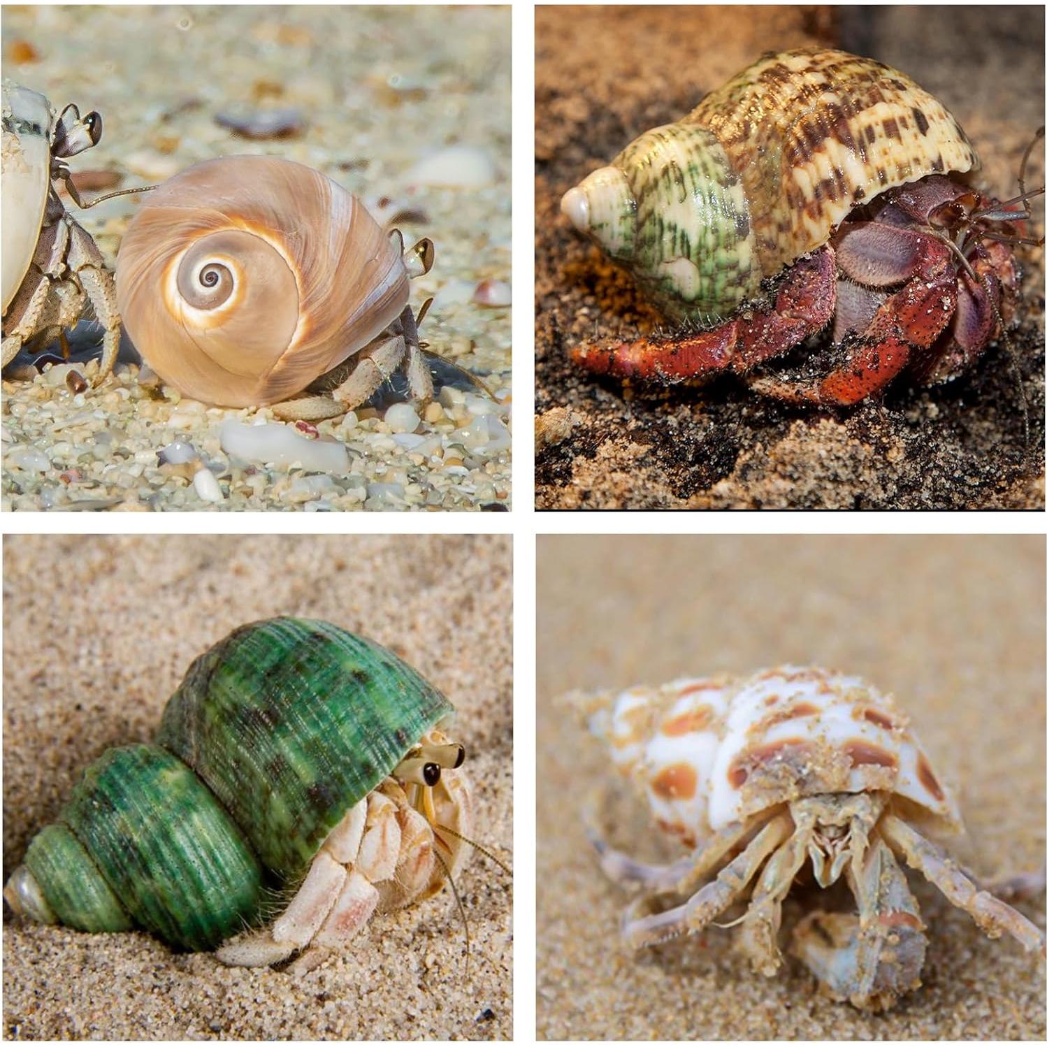 5 Conchas para Cangrejo Ermitaño WeDoSoy Naturales 5.3-7.1 cm