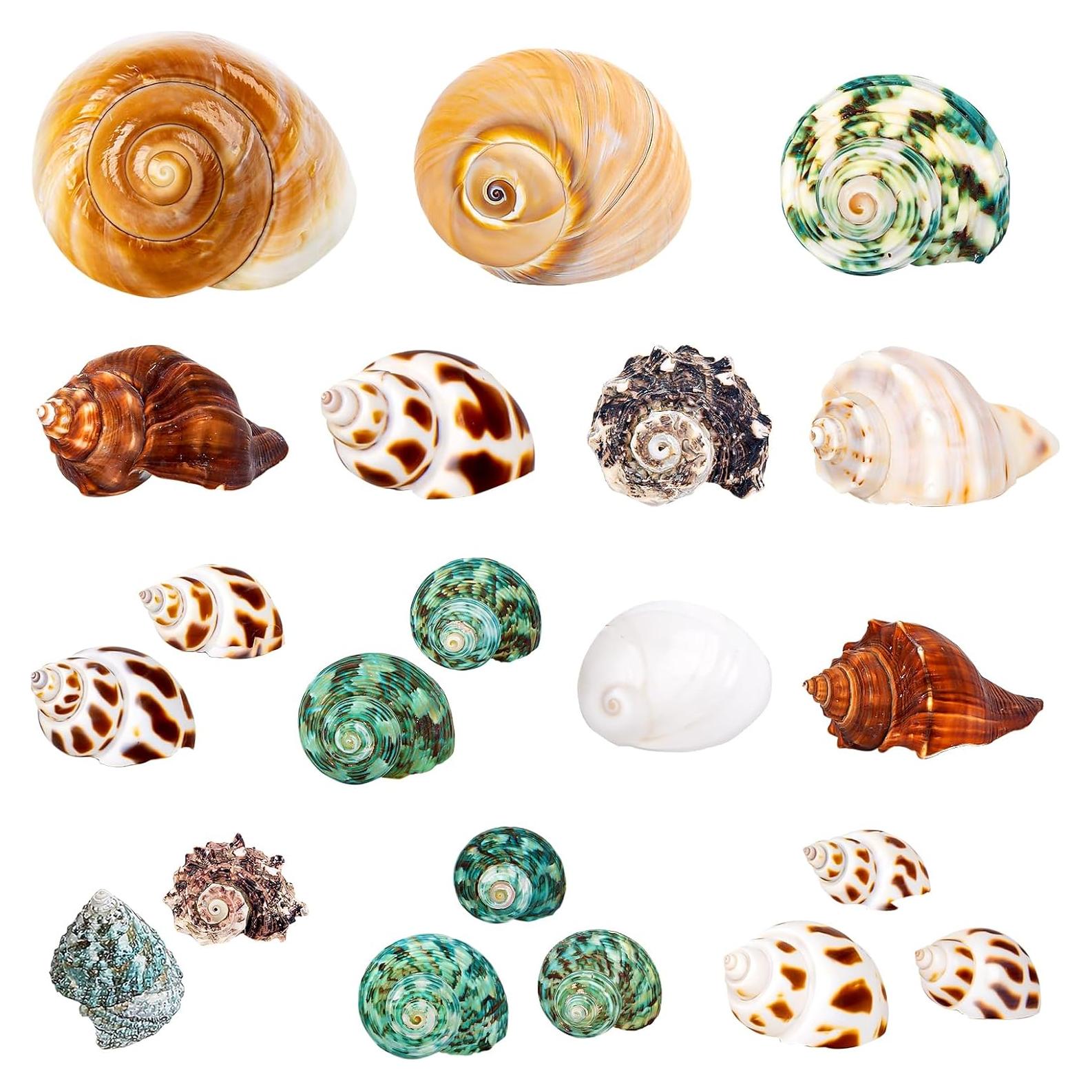 21 Conchas de Cangrejo Ermitaño Naturales 3.3cm-8.1cm WeDoSoy