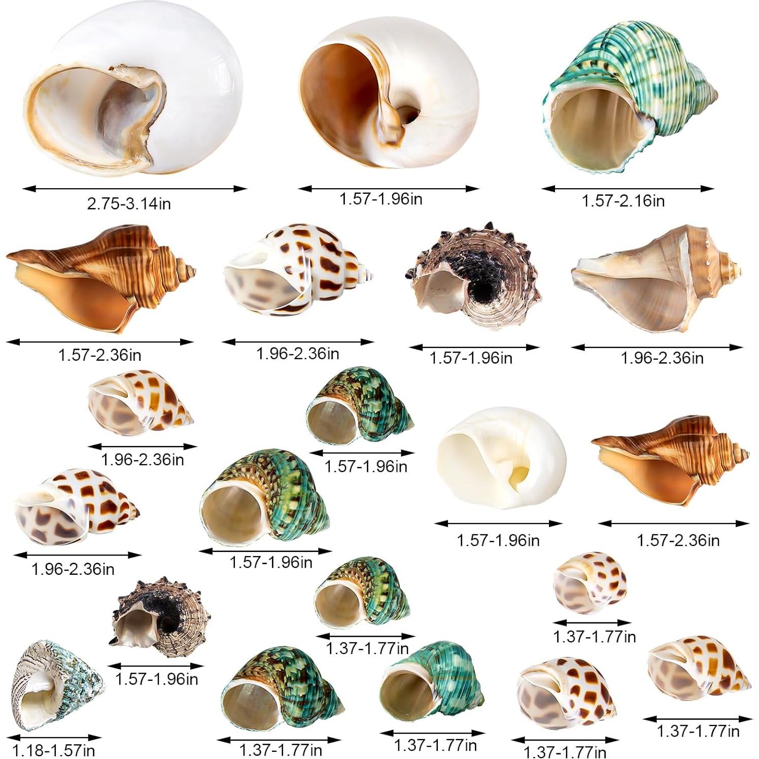 21 Conchas de Cangrejo Ermitaño Naturales 3.3cm-8.1cm WeDoSoy