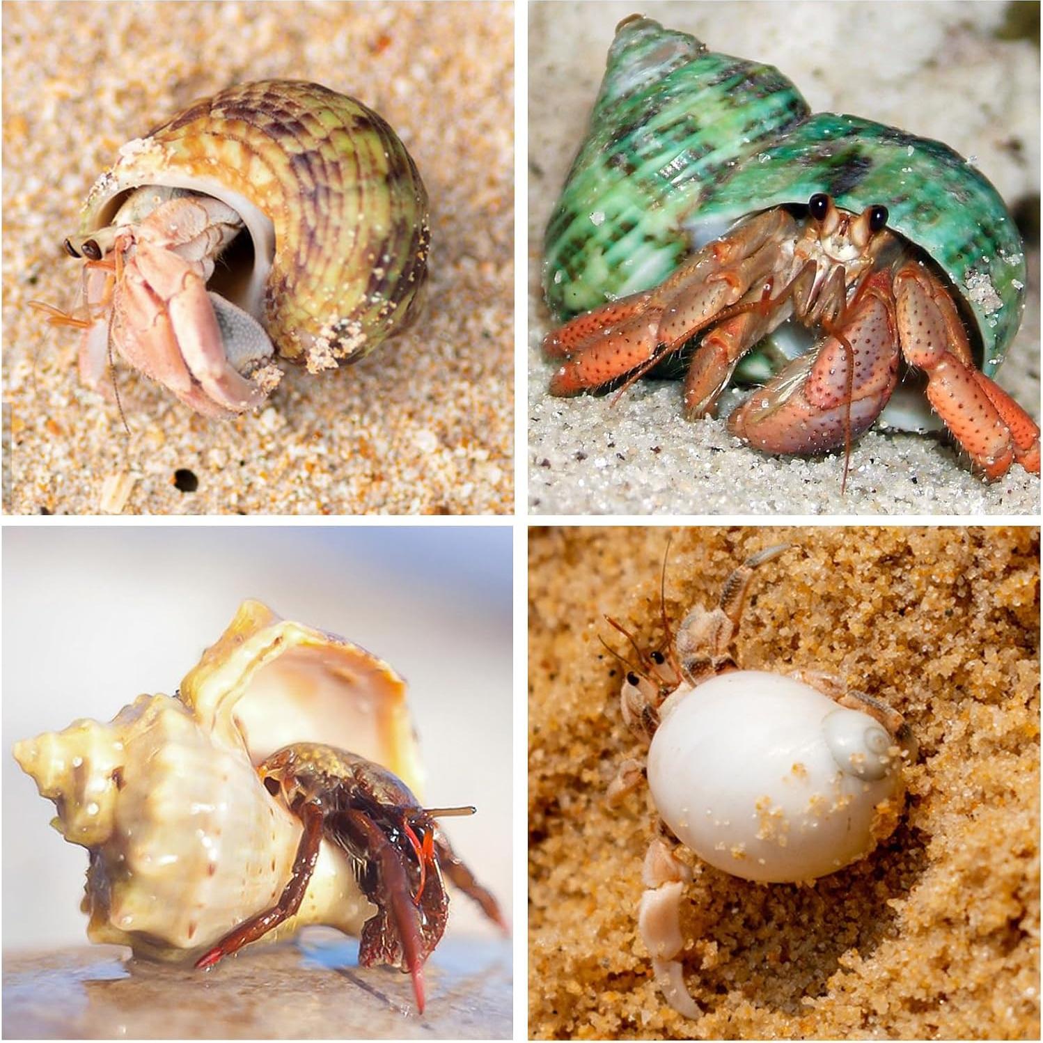 21 Conchas de Cangrejo Ermitaño Naturales 3.3cm-8.1cm WeDoSoy