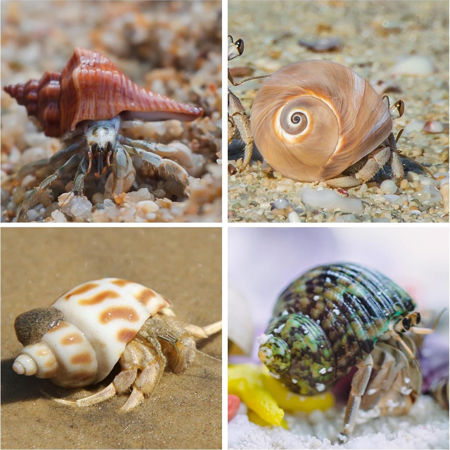 21 Conchas de Cangrejo Ermitaño Naturales 3.3cm-8.1cm WeDoSoy