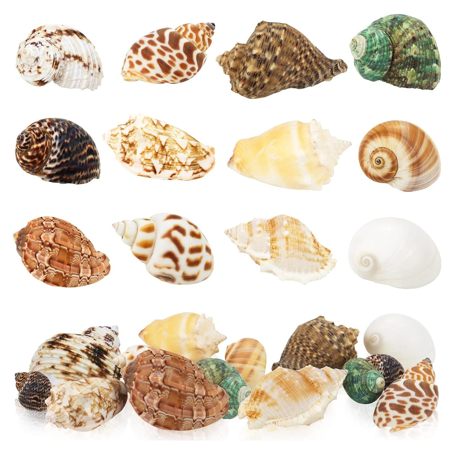 Conchas Turbo Naturales para Cangrejo Ermitaño - 12 Pcs, 1.5 a 5.1 cm