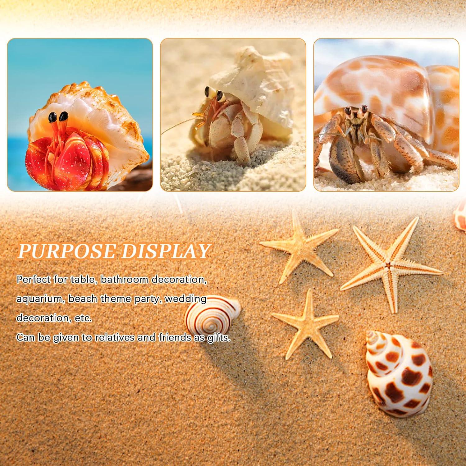 Conchas Turbo Naturales para Cangrejo Ermitaño - 12 Pcs, 1.5 a 5.1 cm