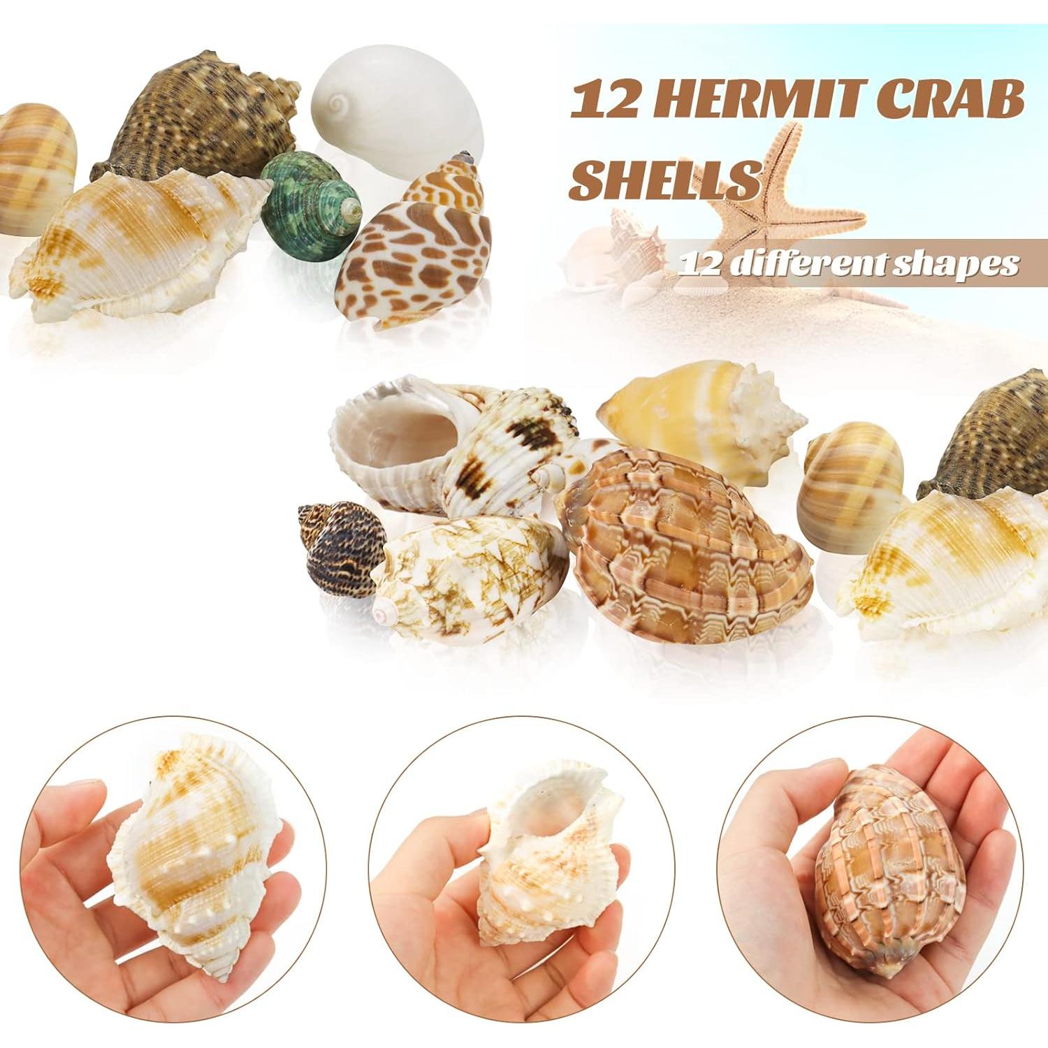 Conchas Turbo Naturales para Cangrejo Ermitaño - 12 Pcs, 1.5 a 5.1 cm