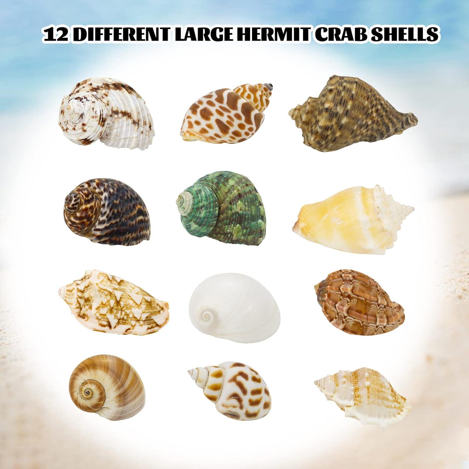 Conchas Turbo Naturales para Cangrejo Ermitaño - 12 Pcs, 1.5 a 5.1 cm