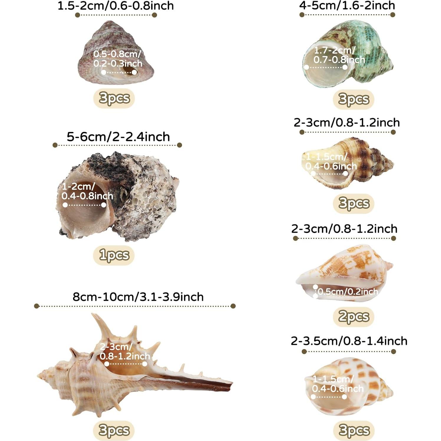 Suministros para Cangrejo Ermitaño QUOZUO - 22 Piezas
